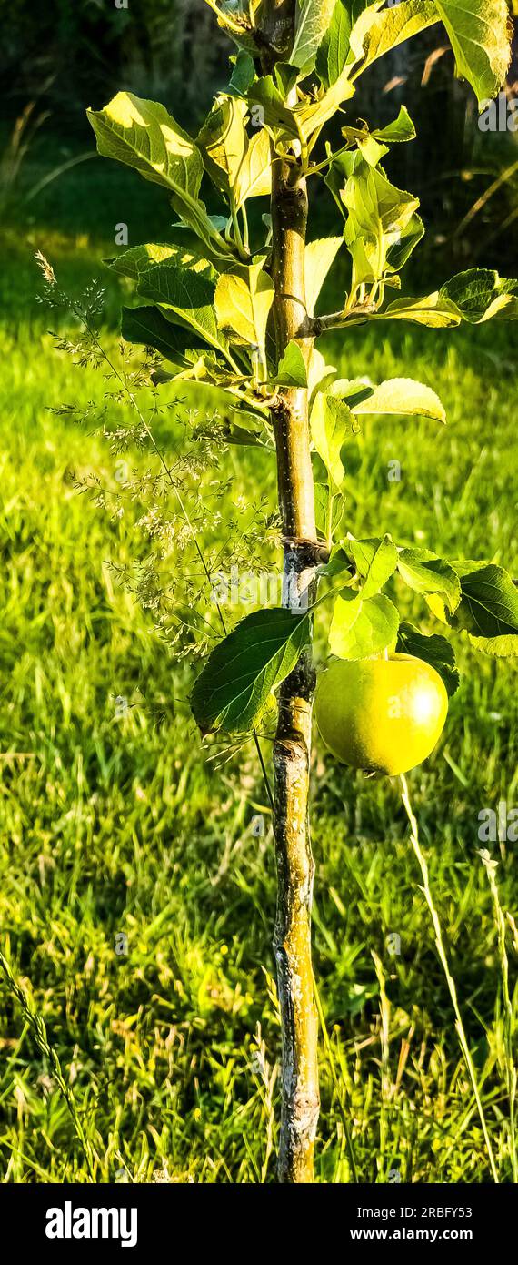 Yellow apple on a young apple tree. Lonely fruit on a small apple tree. Stock Photo