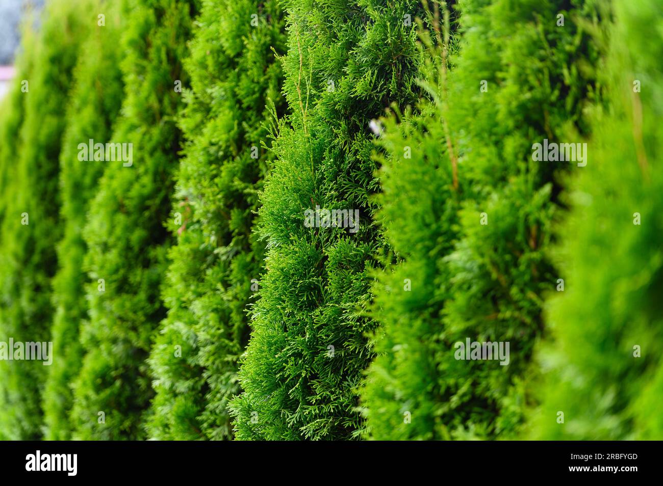 A row of green thuja in the form of a fence in the yard Stock Photo