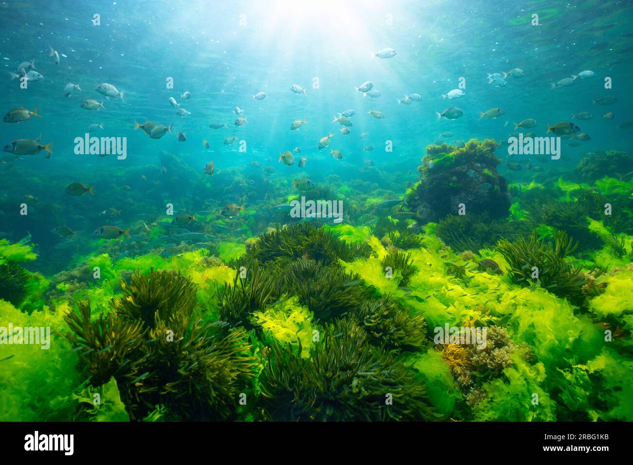 Green seaweed underwater with sunlight and shoal of fish, natural seascape in the Atlantic ocean, Spain, Galicia, Rias Baixas Stock Photo