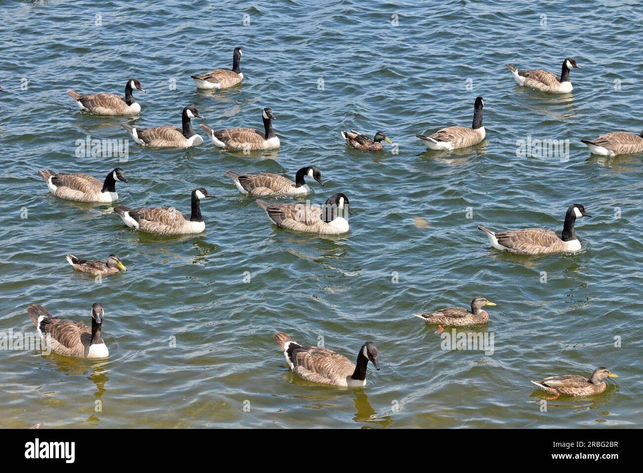 Chew Valley, Somerset, UK. 9th July, 2023. On a warm afternoon a large gathering of Canada Geese are seen on Chew Valley Lakes in Somerset. Picture Credit Robert Timoney/Alamy Live News Stock Photo