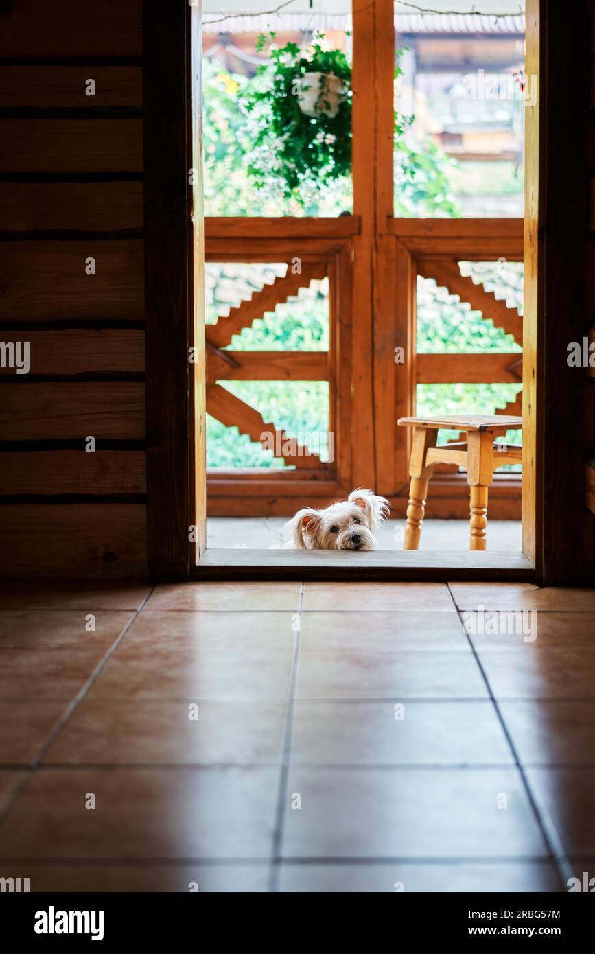 White fluffy dog relax on threshold of the wooden house. Pets, family concept Stock Photo