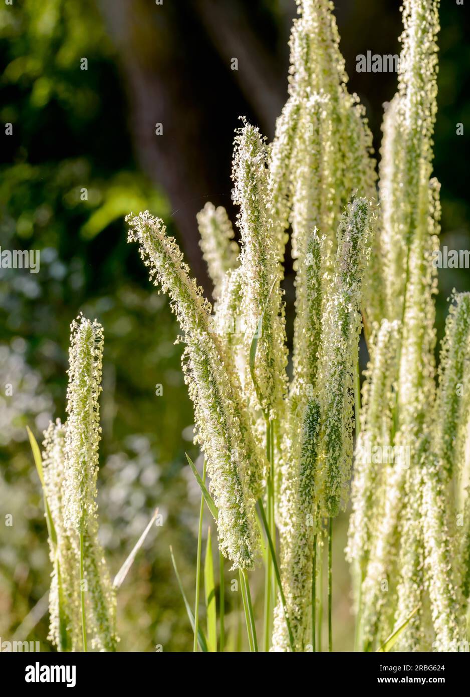 plant, also known as Timothy-grass, timothy, meadow cat's-tail (Phleum pratense) or common cat's tail, close to the Dnieper river in Kiev, Ukraine Stock Photo