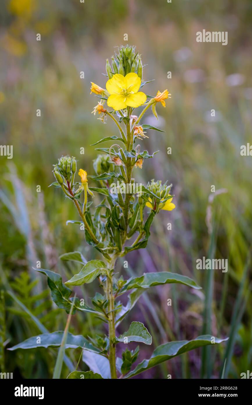 Open yellow flower, also known as common evening-primrose, evening primerose, evening star (Oenothera Biennis) and sun drop. The flowers open at Stock Photo