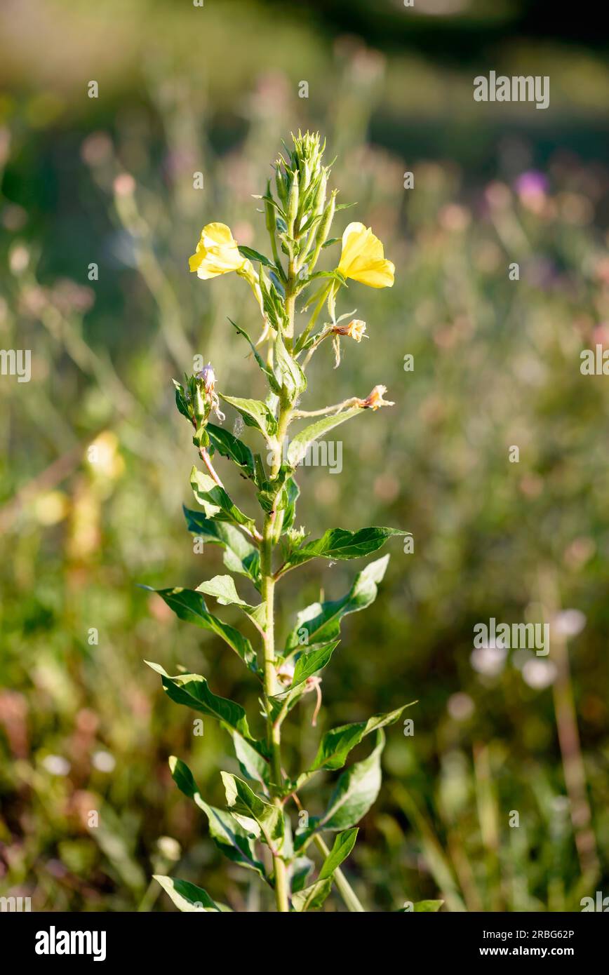 Open yellow flower, also known as common evening-primrose, evening primerose, evening star (Oenothera Biennis) and sun drop. The flowers open at Stock Photo