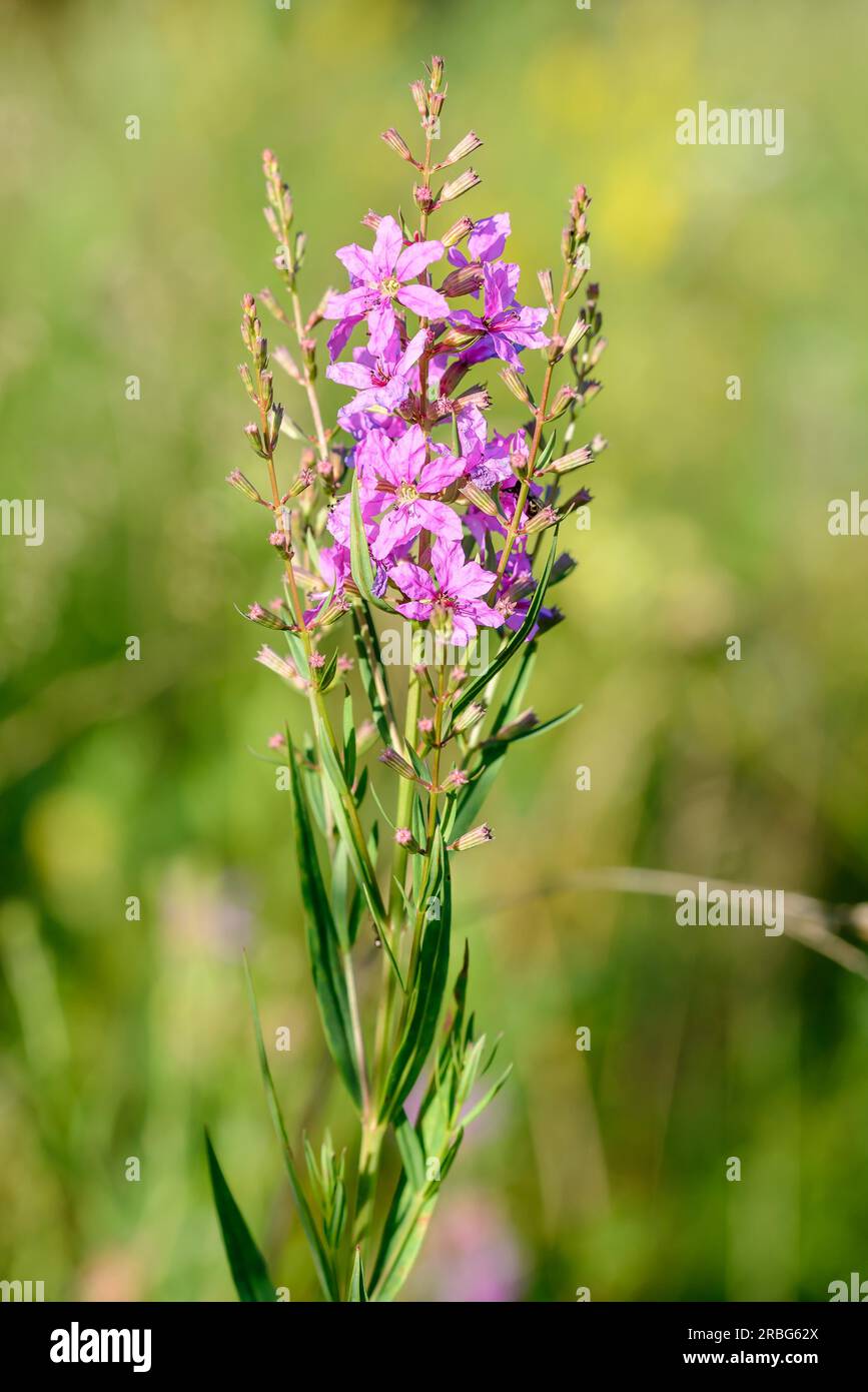 Pink flowers also known as European wand loosestrife (Lythrum virgatum), growing in the meadows close to the Dnieper river in Kiev, Ukraine Stock Photo