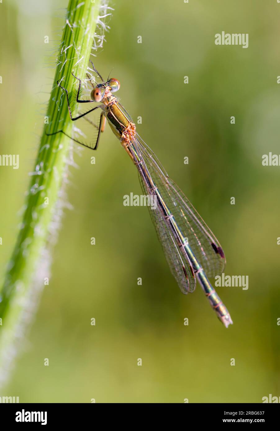 Female of a damselfly called, also known as emerald damselfly (Lestes ...