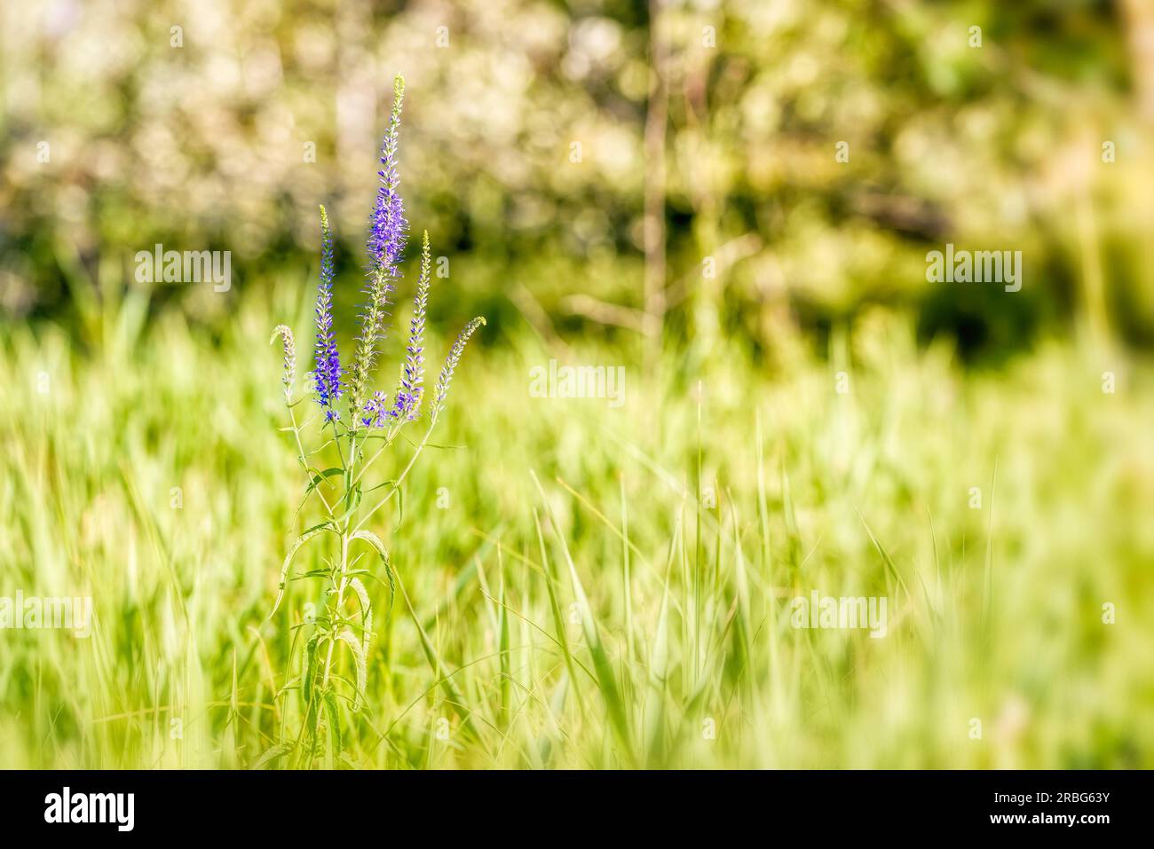 Pseudolysimachion longifolium also known as garden speedwell or longleaf speedwell (Veronica longifolia), growing in the meadow under the warm summer Stock Photo