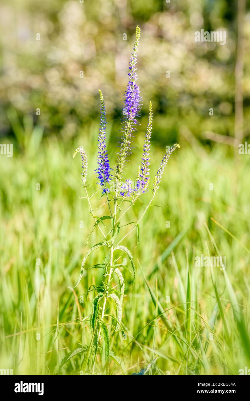Pseudolysimachion longifolium also known as garden speedwell or longleaf speedwell (Veronica longifolia), growing in the meadow under the warm summer Stock Photo
