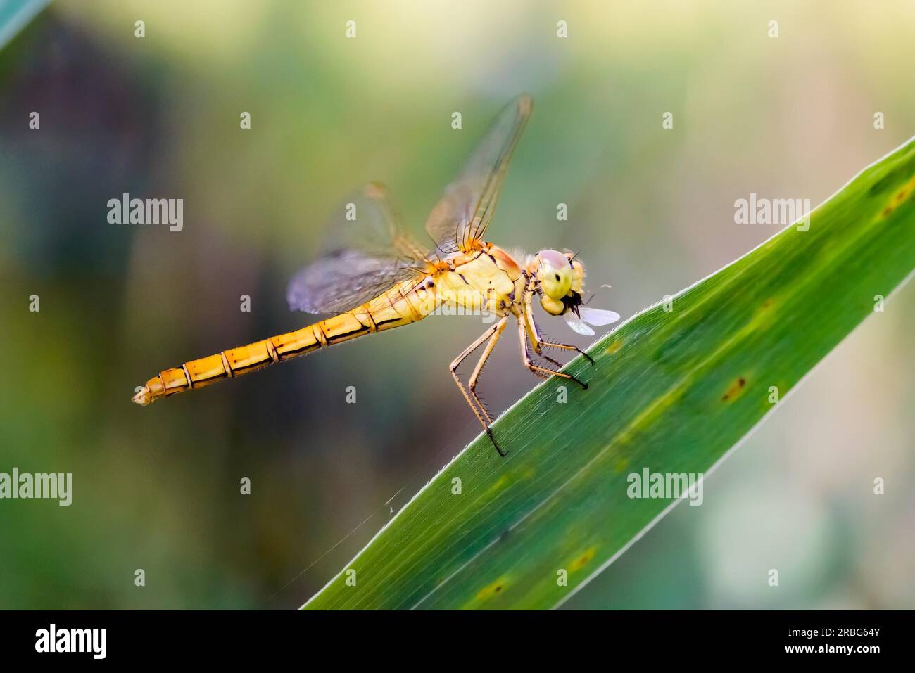 also known as common darter (Sympetrum striolatum), eating an insect Stock Photo