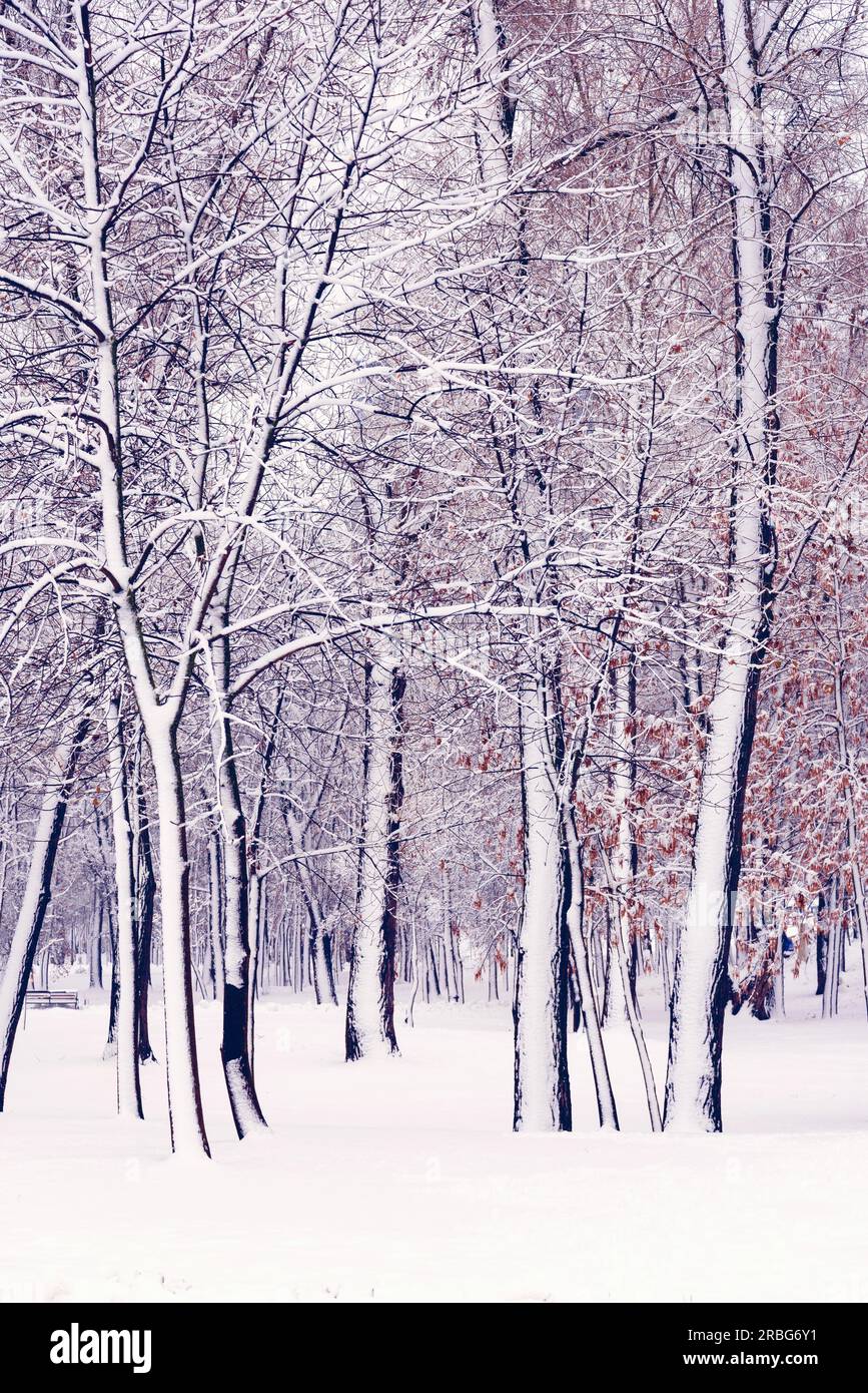 Trees in the Natalka park, close to the Dnieper river in Kiev, Ukraine. One side of the trees is covered by snow, while the other part stays untouched Stock Photo