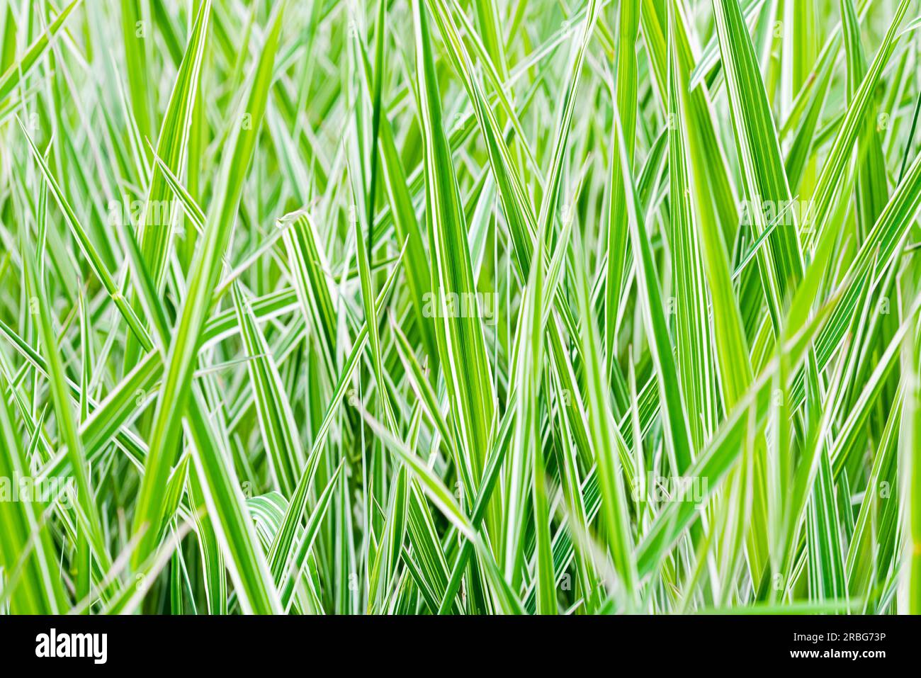 Green and white Phalaris arundinacea leaves, also known as reed canary grass and gardener's garters, growing in a park at the beginning of spring, in Stock Photo