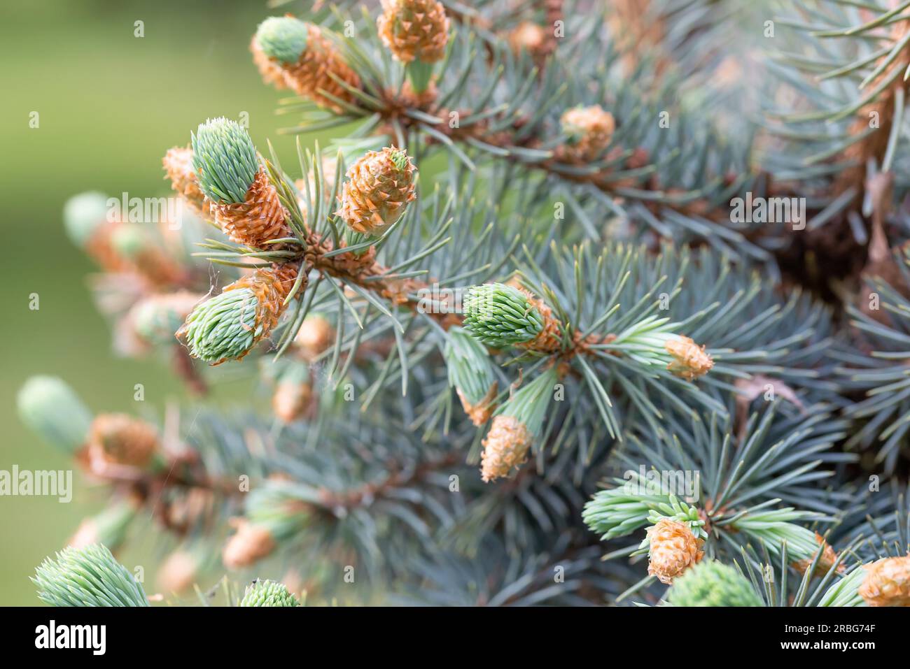 Macro photo of Pungens 'Glauca', Blue Spruce (Picea) Buds at the beginning of spring Stock Photo