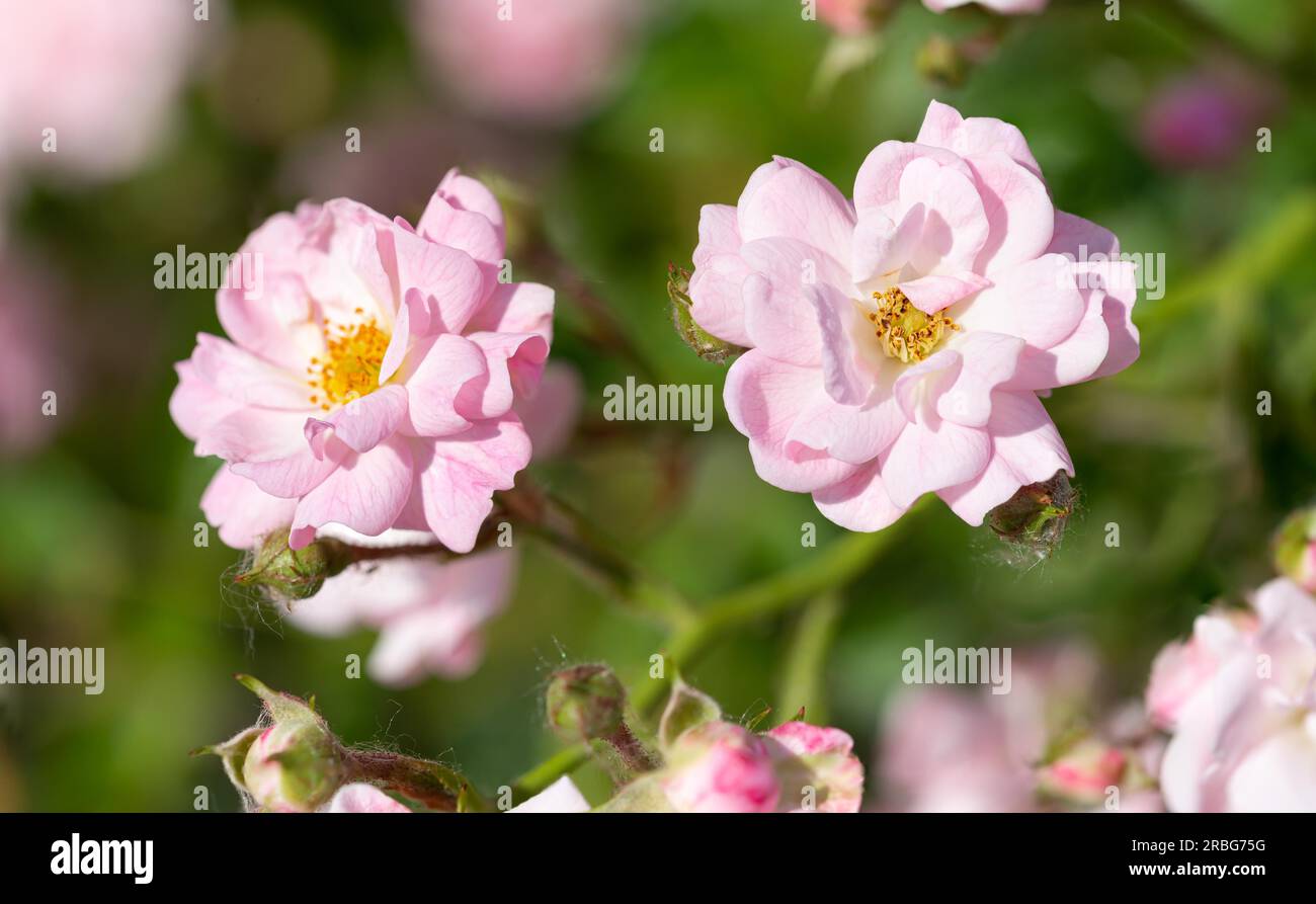 Pink Polyantha Shrub Rose also known as The Fairy rose in a garden, under the hot spring sun Stock Photo