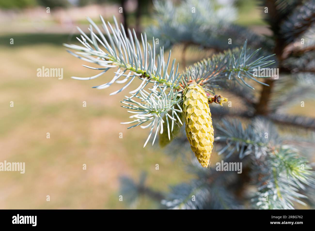 Pungens 'Glauca', Blue Spruce (Picea), young cone, under the soft spring sun Stock Photo