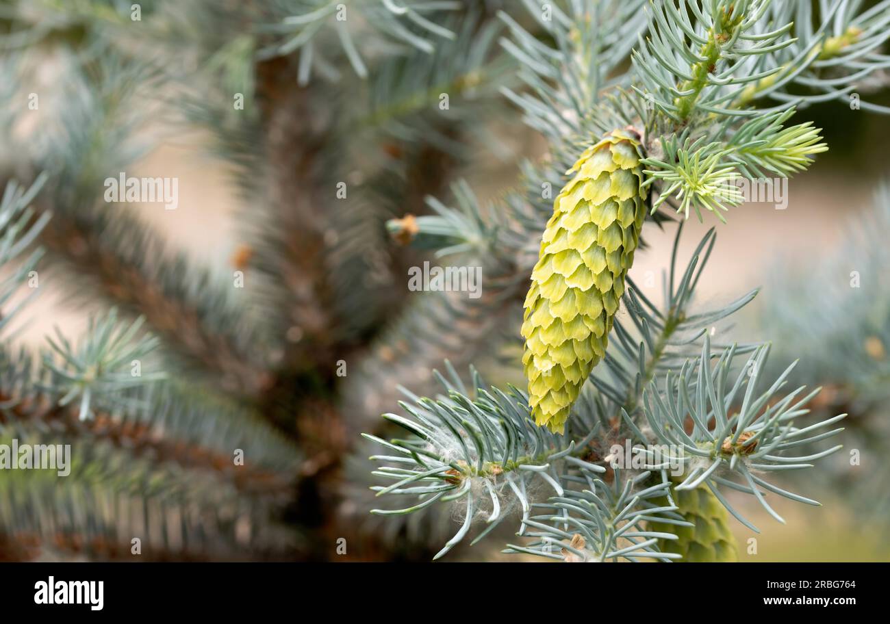 Pungens 'Glauca', Blue Spruce (Picea), young cone, under the soft spring sun Stock Photo