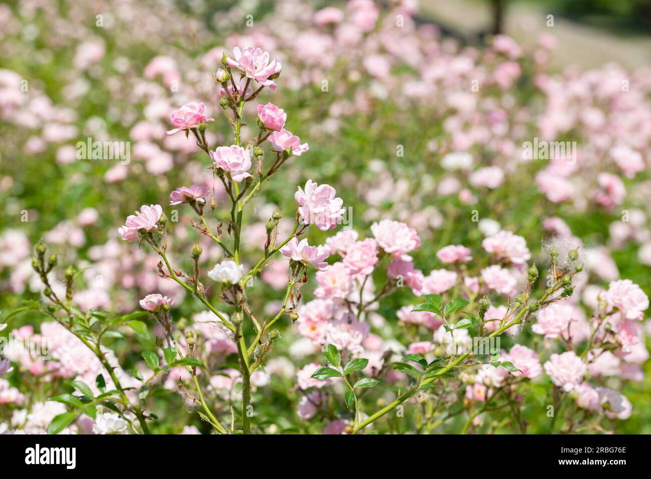 Pink Polyantha Shrub Roses also known as The Fairy roses in a garden, under the hot spring sun Stock Photo