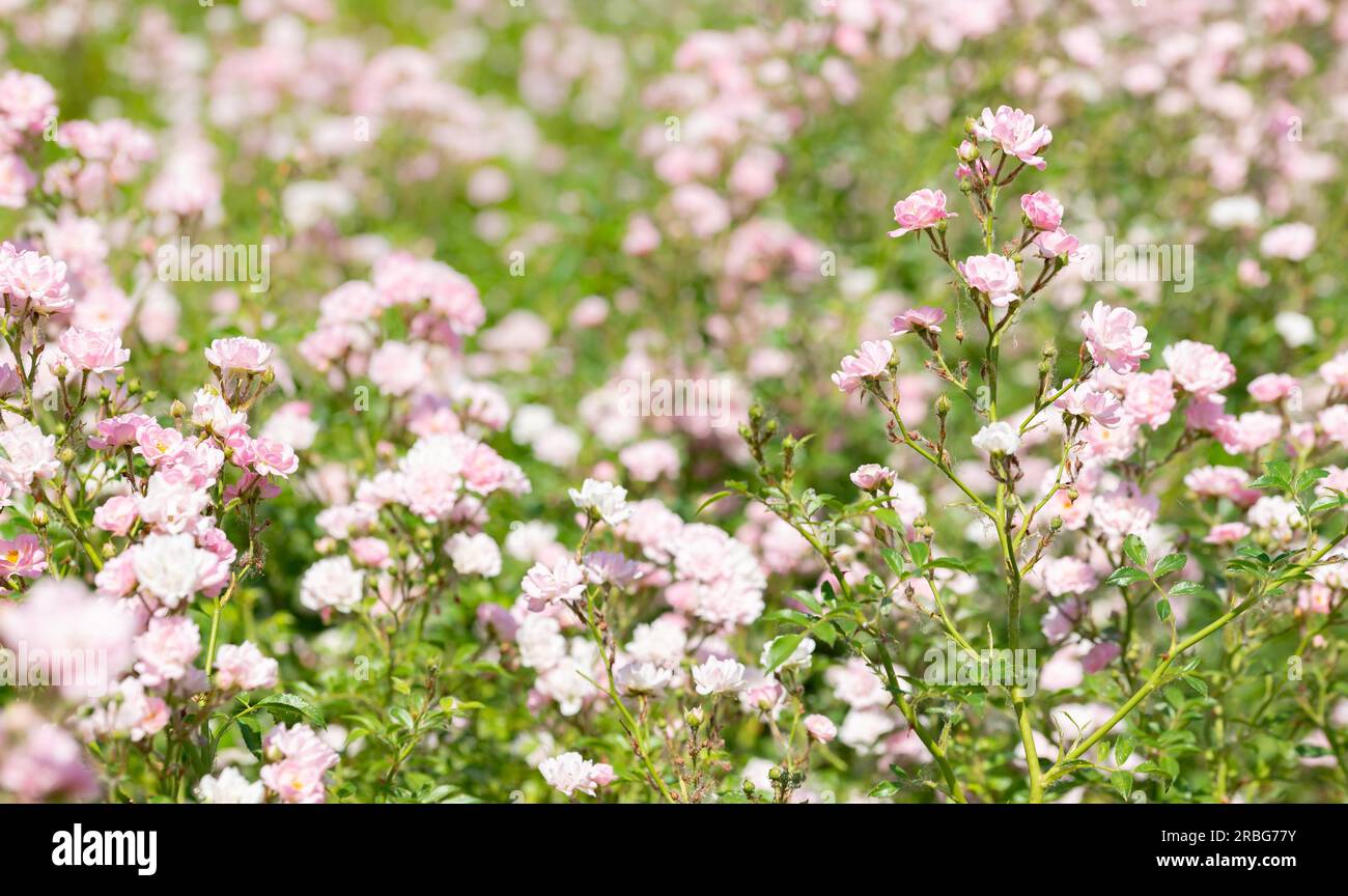 Pink Polyantha Shrub Roses also known as The Fairy roses in a garden, under the hot spring sun Stock Photo