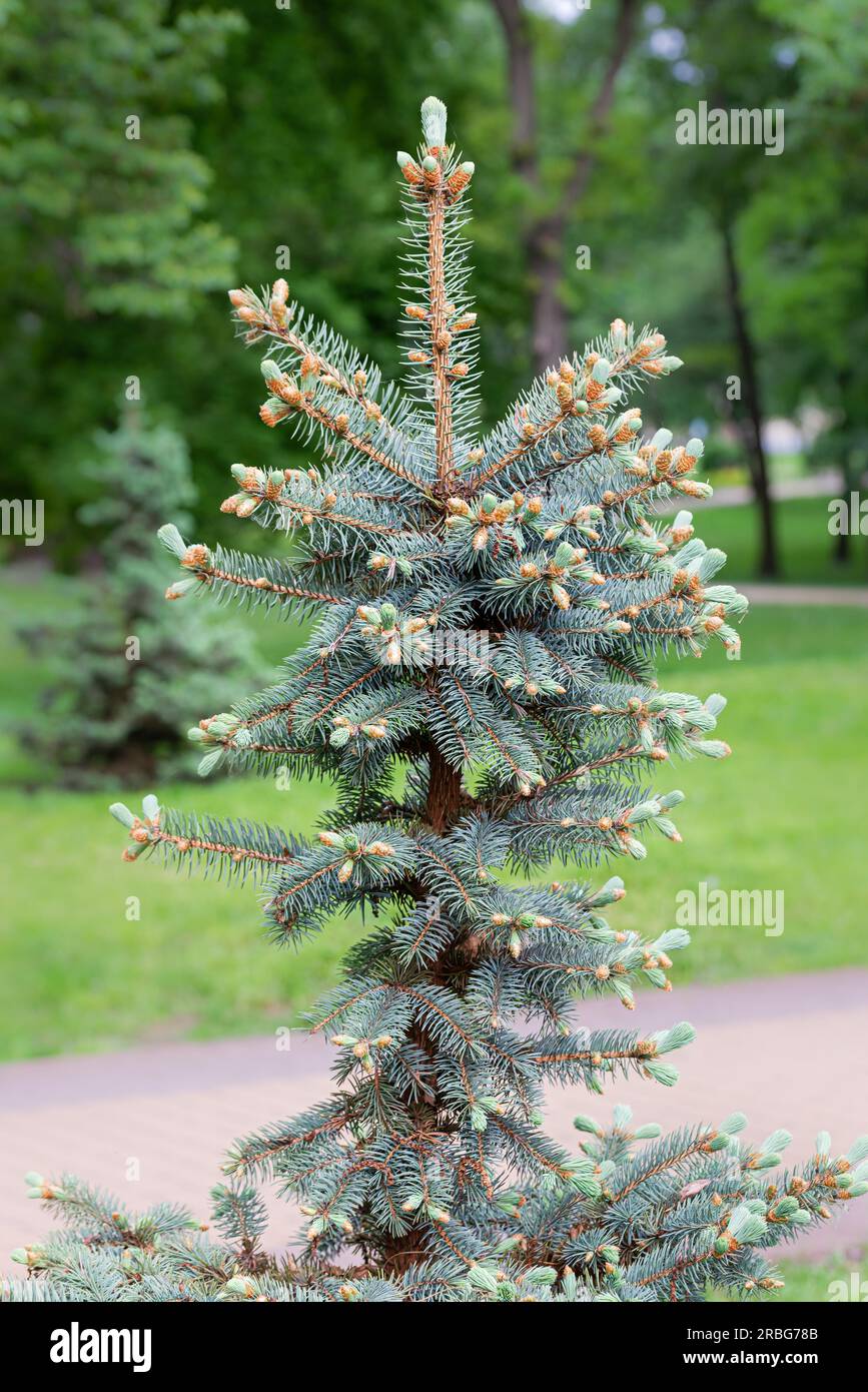 Detail of Pungens 'Glauca', Blue Spruce (Picea) with buds at the beginning of spring Stock Photo