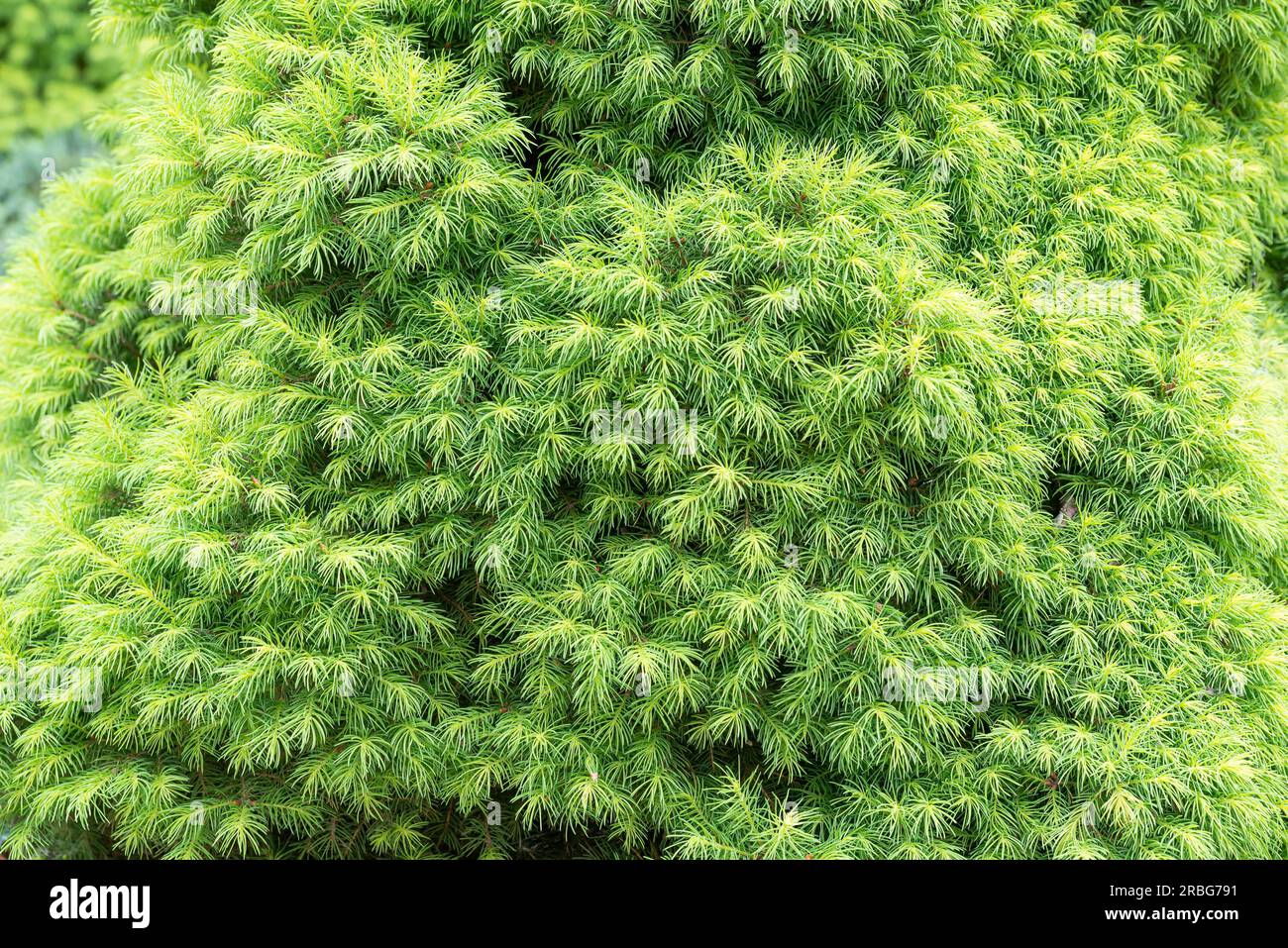 Close-up detail of a young (Picea Abies) Nidiformis with fresh sprouts in spring, appearing as a texture or background Stock Photo