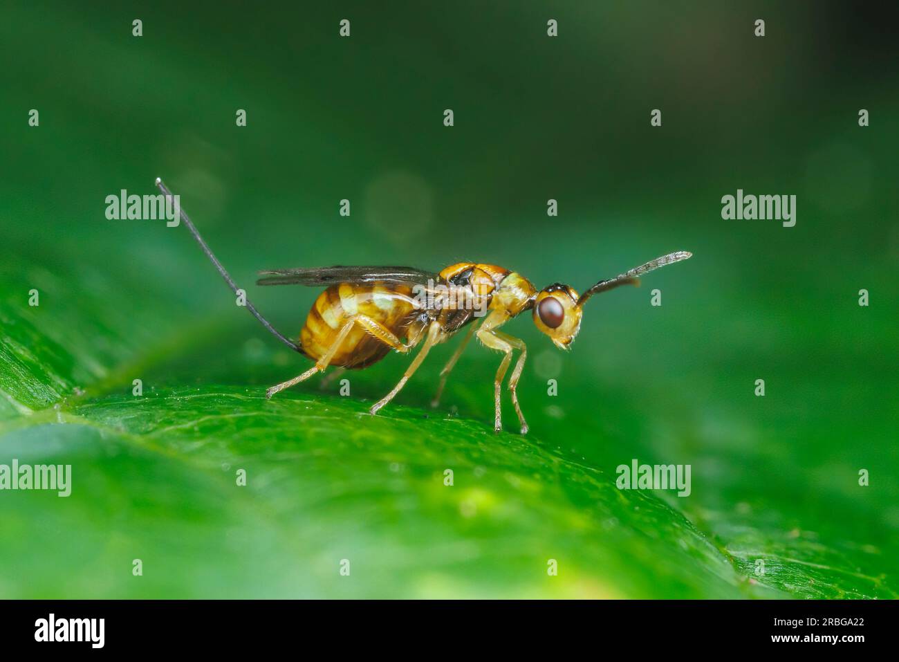 Megastigmid Wasp (Megastigmus sp.) - Female Stock Photo