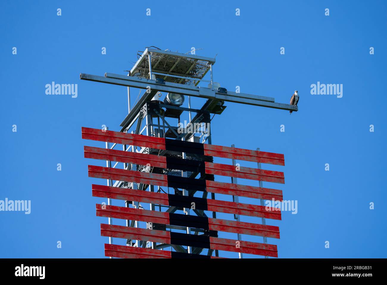 Perched Osprey close to its nest on a maritime navigation light structure on the St. Lawrence River. Stock Photo