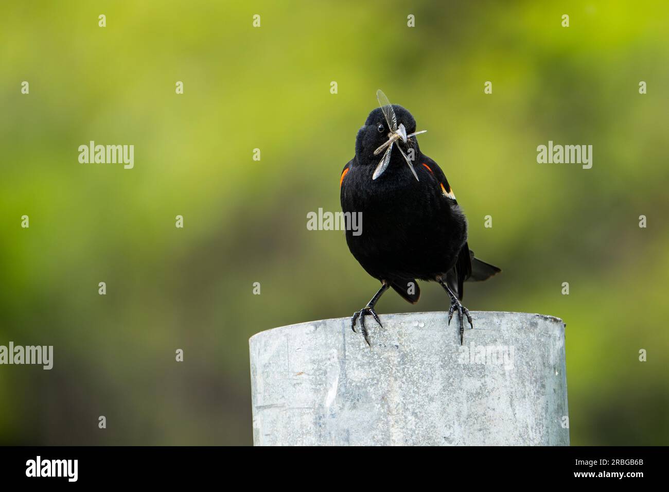 Red-winged blackbird perched on a post with an insect in its beak to bring back to the nest for its young. Stock Photo