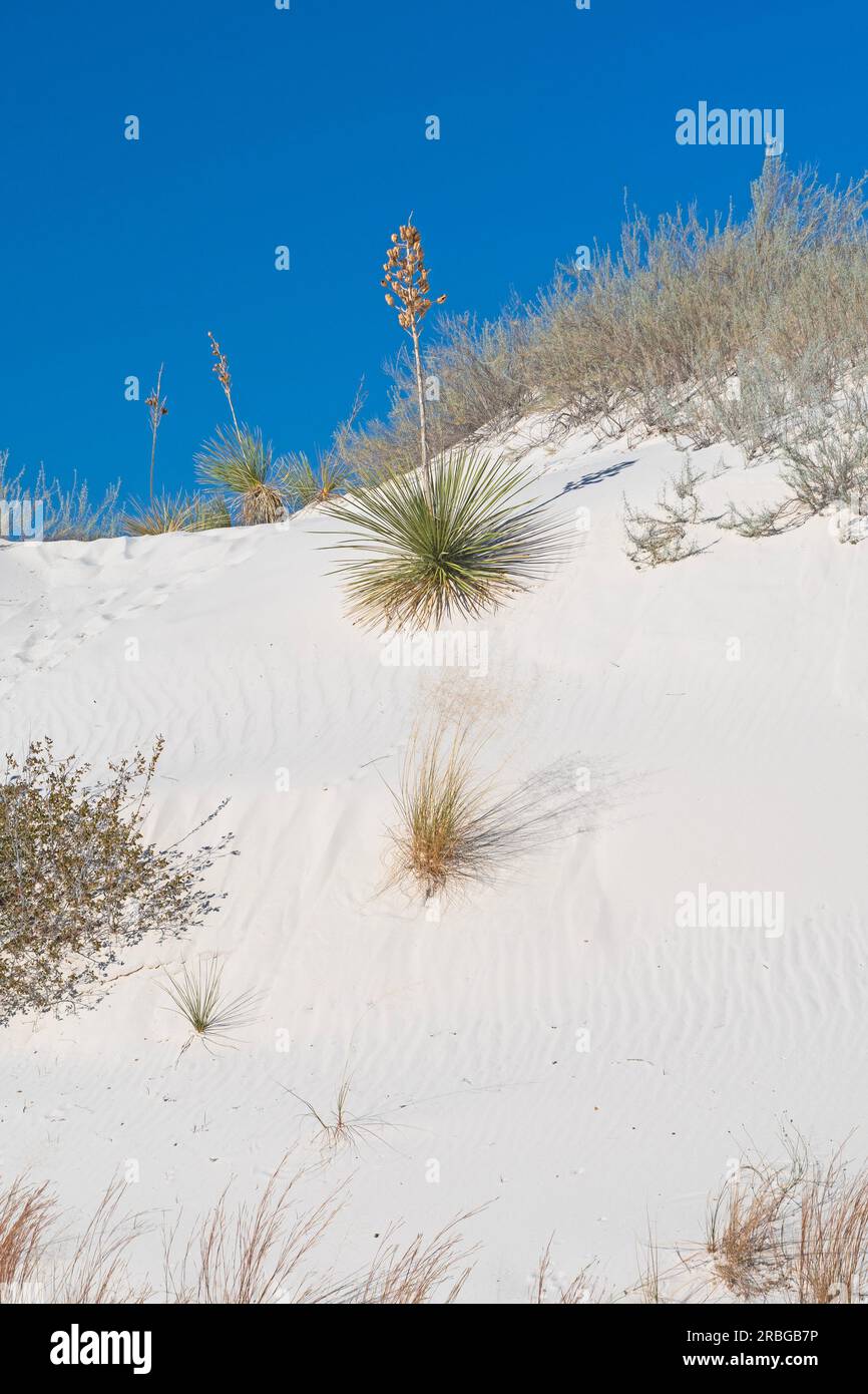Yucca Plant in the White Sands in White Sands National Park in New