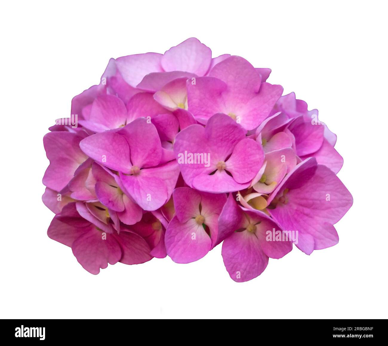 Beautiful pink flower of Hydrangea isolated on a white background. Lila Hortensia Hydrangea flowers isolated. Stock Photo