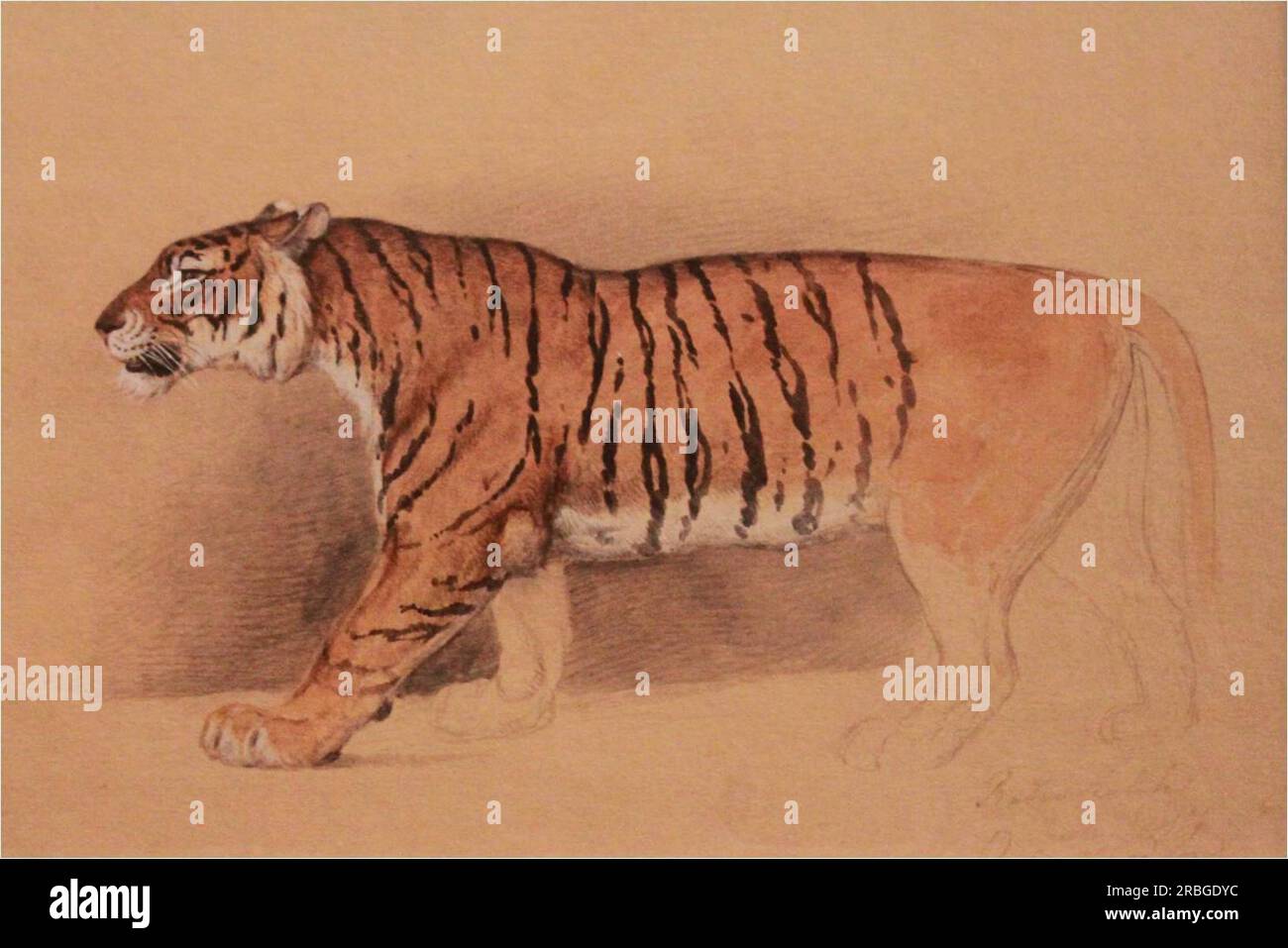 Study of walking tiger by Raden Saleh Stock Photo