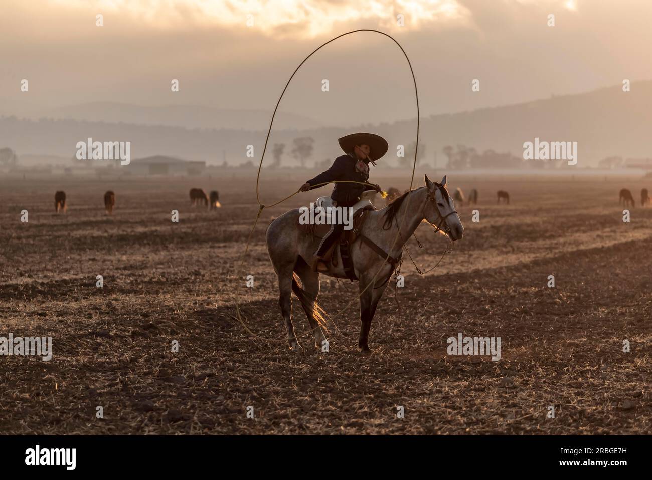 A young Mexican Charro rounds up a herd of horses running through a field on a Mexican Ranch at