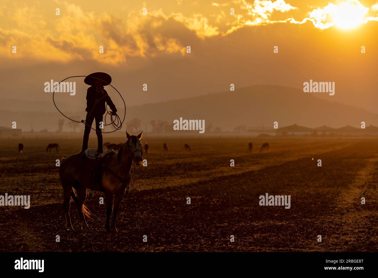 A young Mexican Charro rounds up a herd of horses running through a field on a Mexican Ranch at