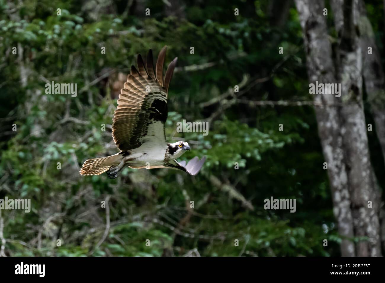 An osprey, Pandion haliaetus, in flight along a river in the Adirondack Mountains, NY USA with a background of dense forest Stock Photo