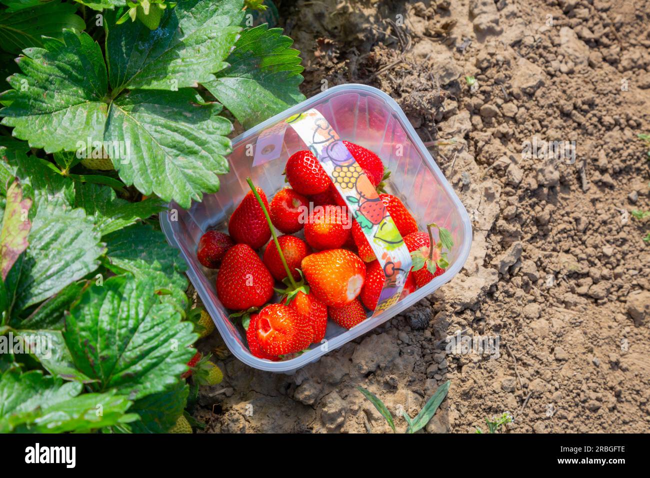 Punnet of strawberries in a pick your own farmers field, UK Stock Photo ...
