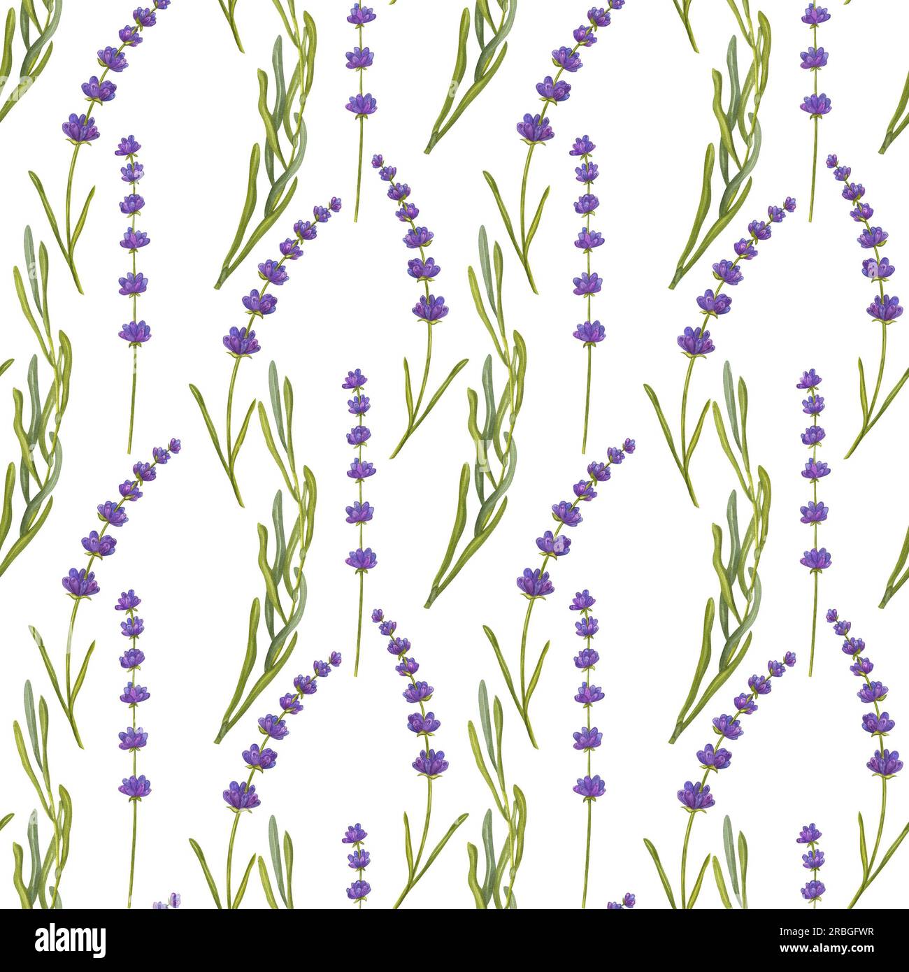 Seamless endless pattern lavender flowers and leaves backdrop. Hand ...