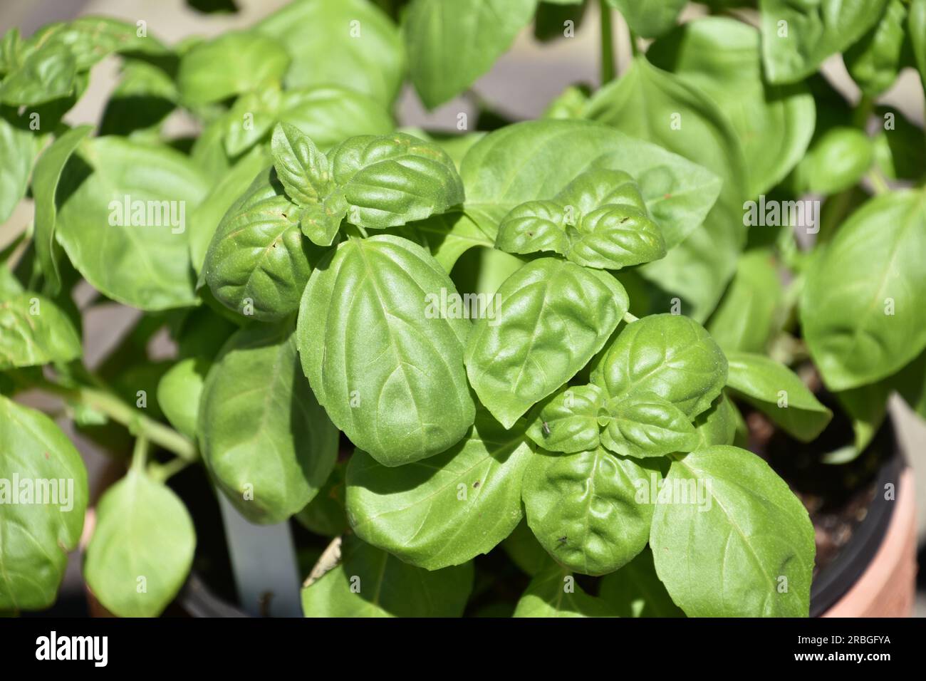 Fresh basil plant with fresh basil leaves for spicing up food Stock