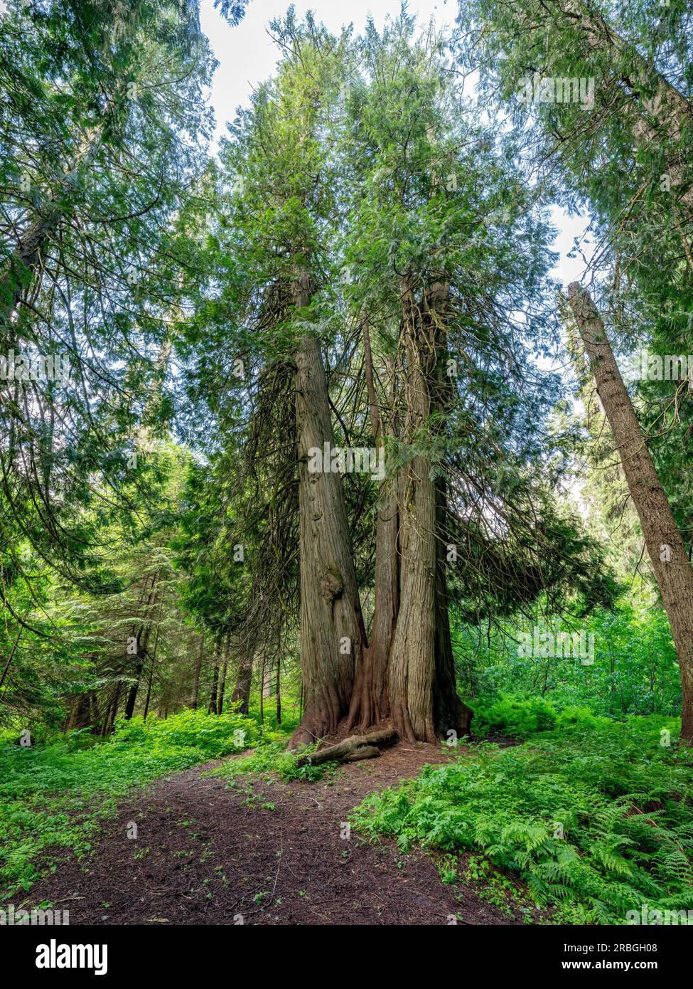 Tall cedar trees in a special forest where they live Stock Photo