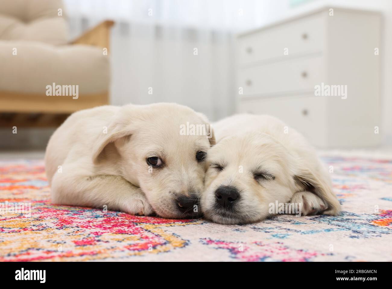 Cute little puppies lying on carpet indoors Stock Photo - Alamy