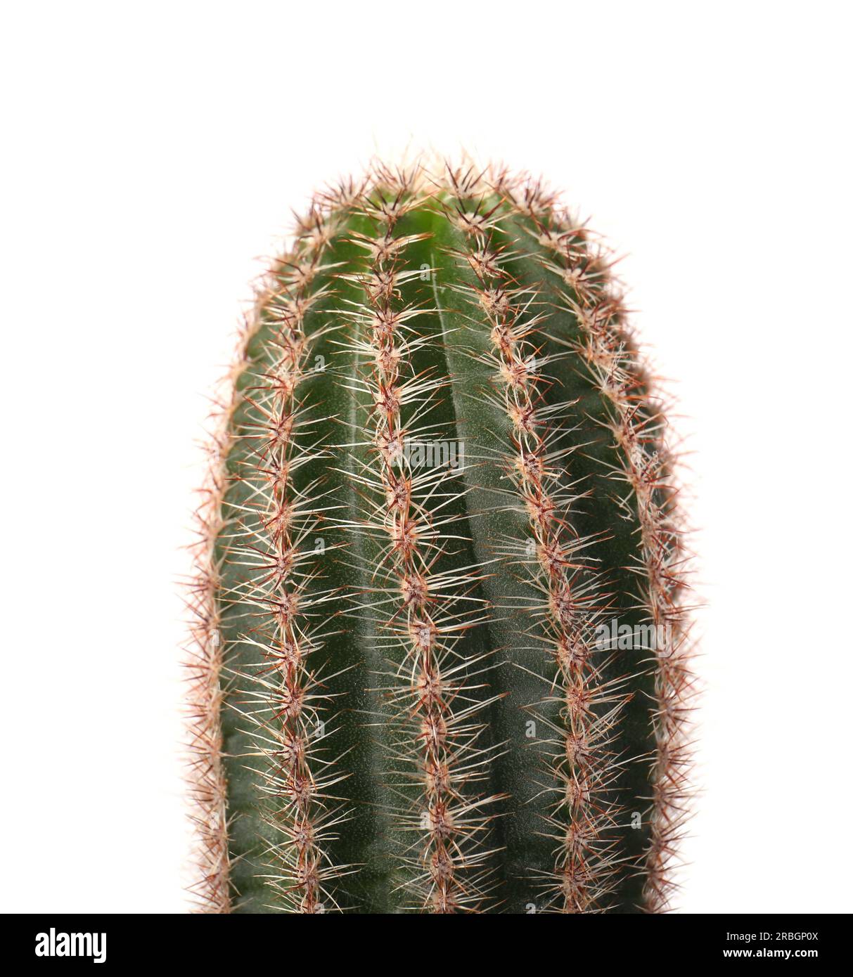 Beautiful green cactus isolated on white, closeup. Tropical plant Stock Photo