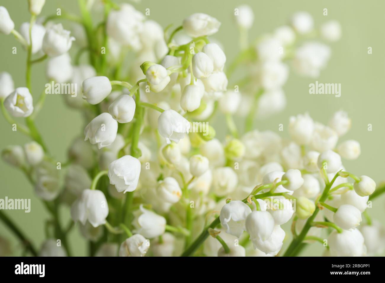 Beautiful lily of the valley flowers on light green background, closeup ...
