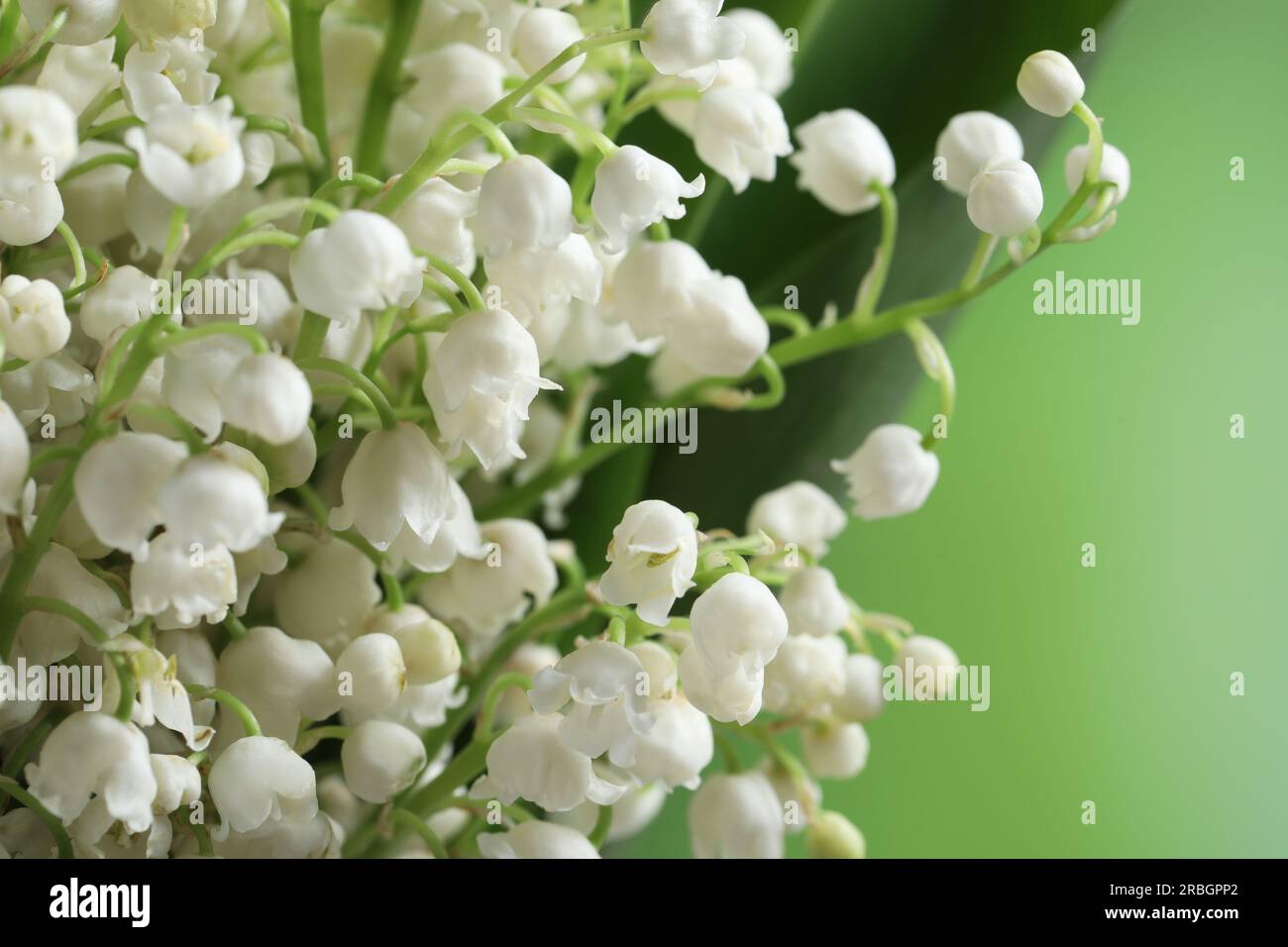Beautiful lily of the valley flowers on blurred green background ...