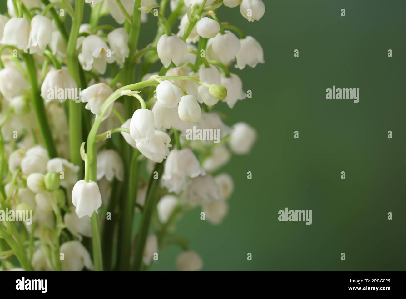 Beautiful lily of the valley flowers on blurred green background ...