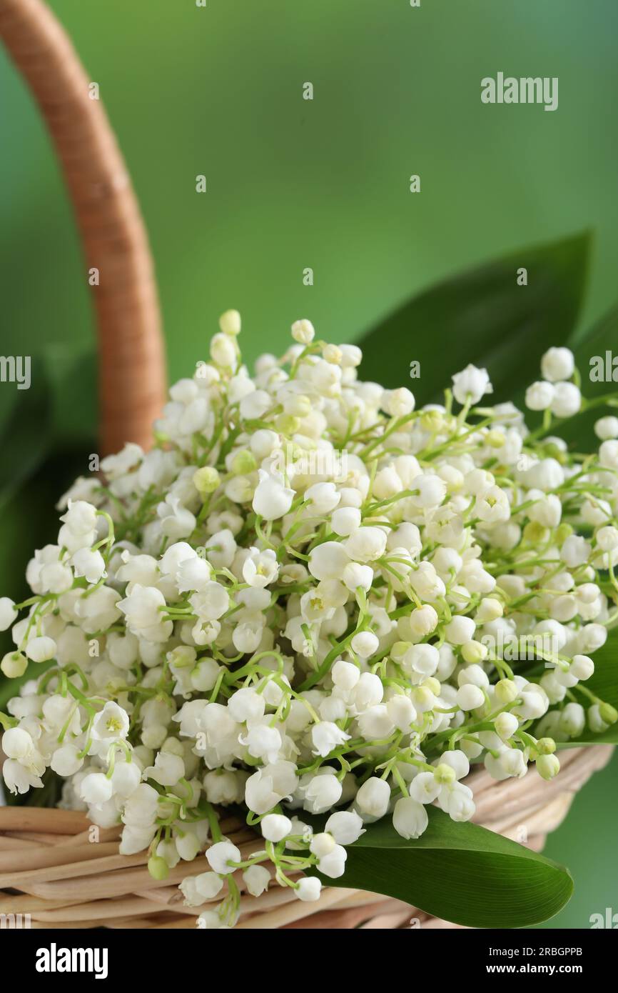 Wicker basket with beautiful lily of the valley flowers on blurred ...