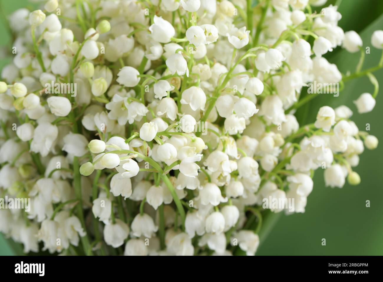 Beautiful lily of the valley flowers on blurred green background ...