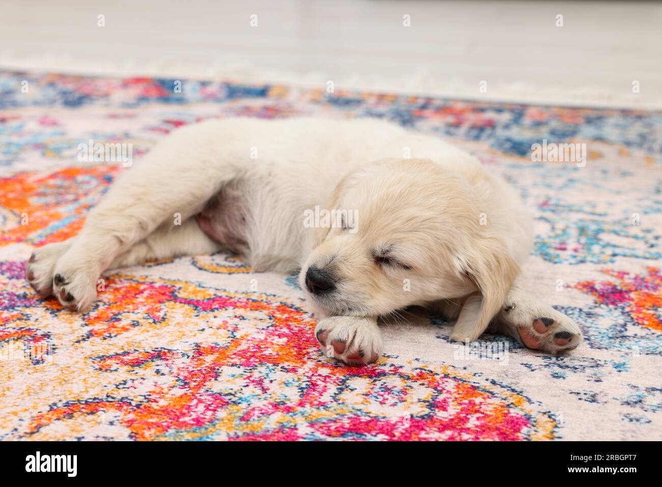 Cute little puppy sleeping on vintage carpet Stock Photo - Alamy