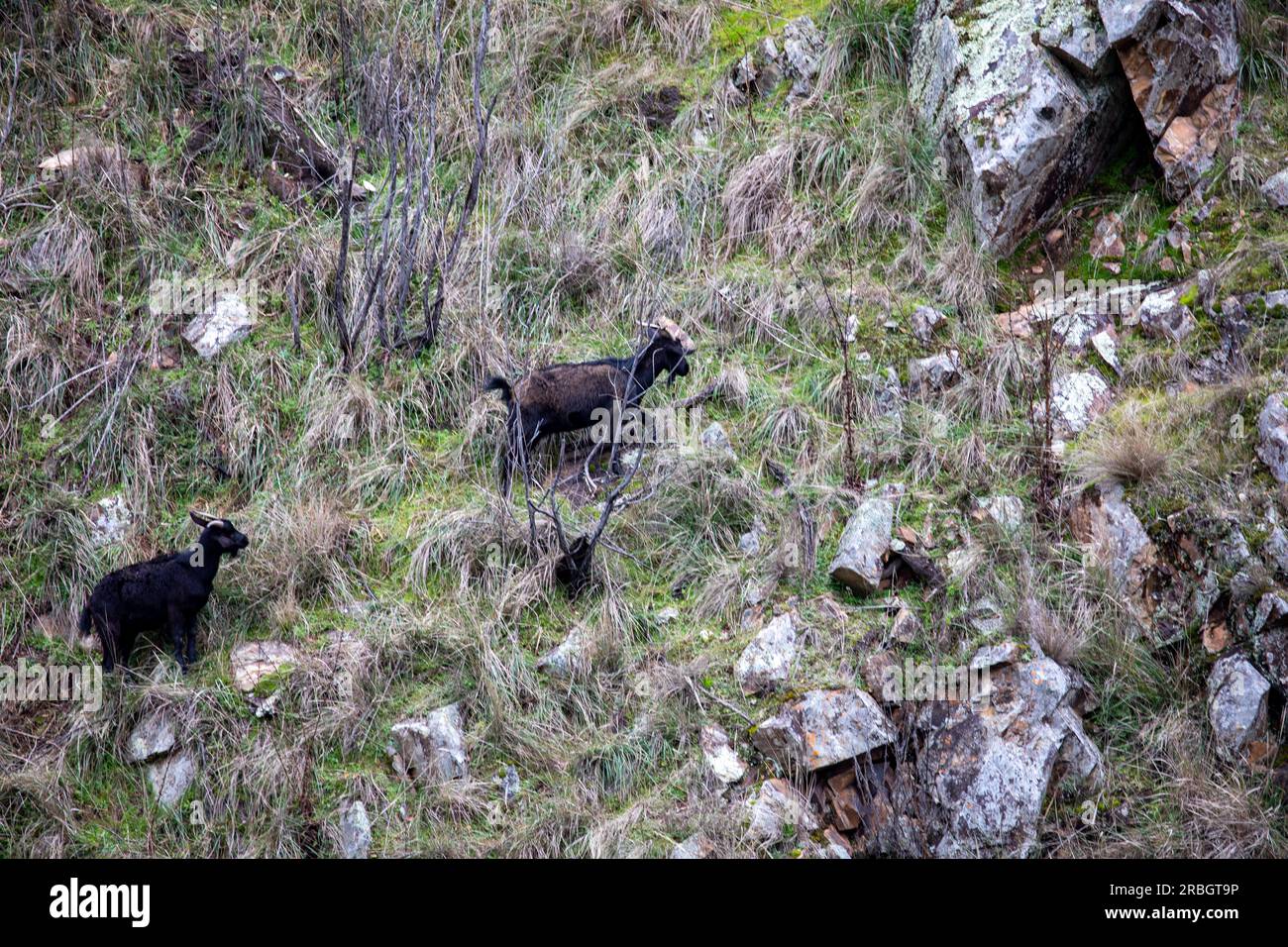 Feral animals australia hires stock photography and images Alamy