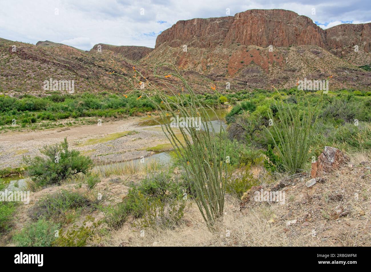Ocotillo cactus stand in bloom on banks of meandering Rio Grande river in springtime Stock Photo