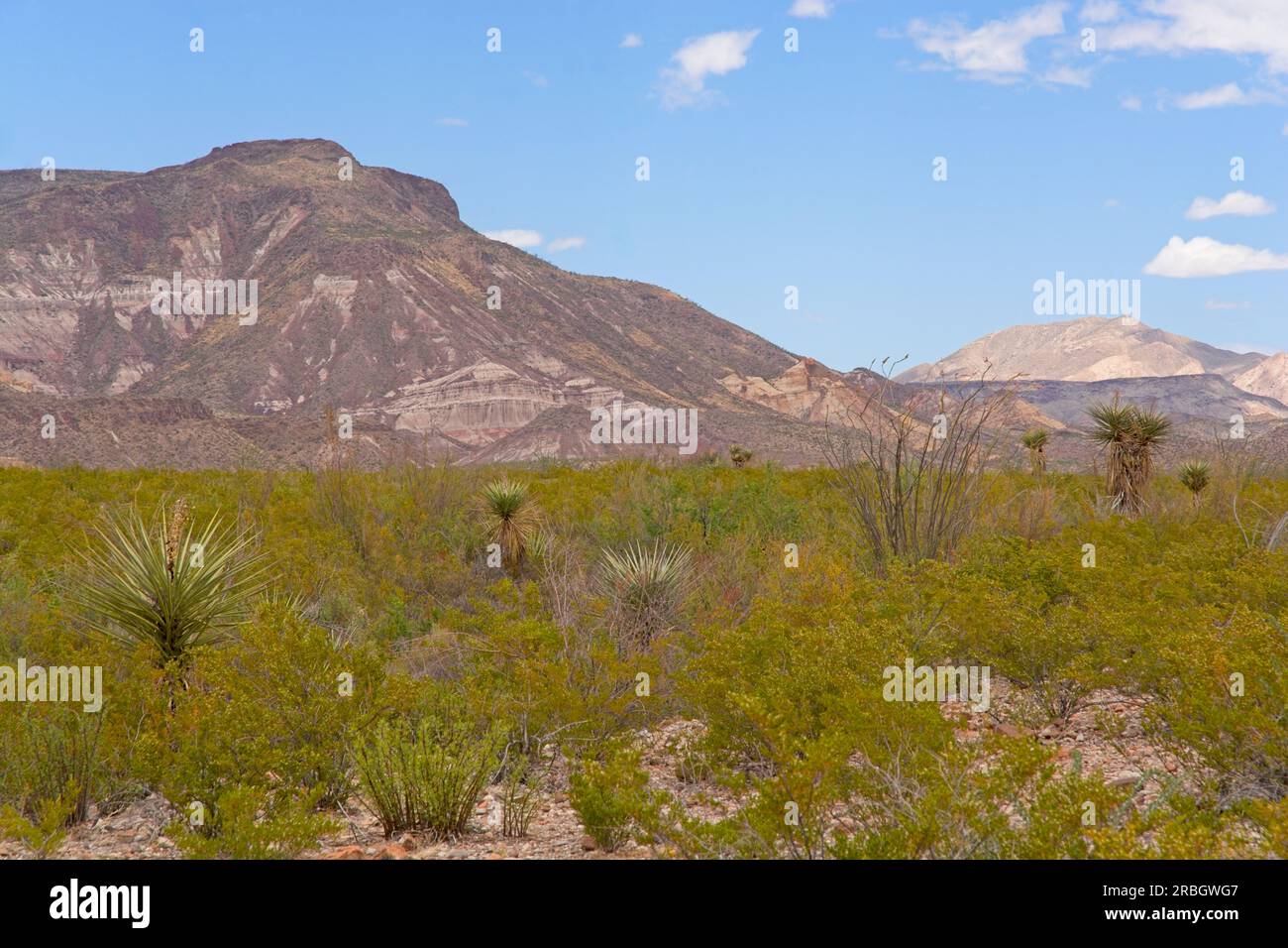 Ocotillo cactus and yucca dot the creosote bush plain before mountain ridge in Chihuahuan desert of Big Bend Ranch State Park Stock Photo