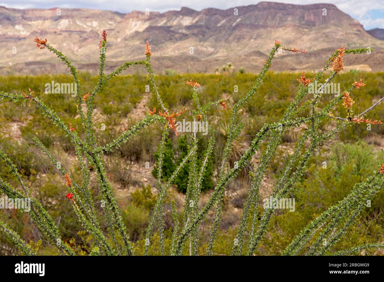 Ocotillo cactus stand before distant mountains in Chihuahuan desert of Big Bend Ranch State Park Stock Photo
