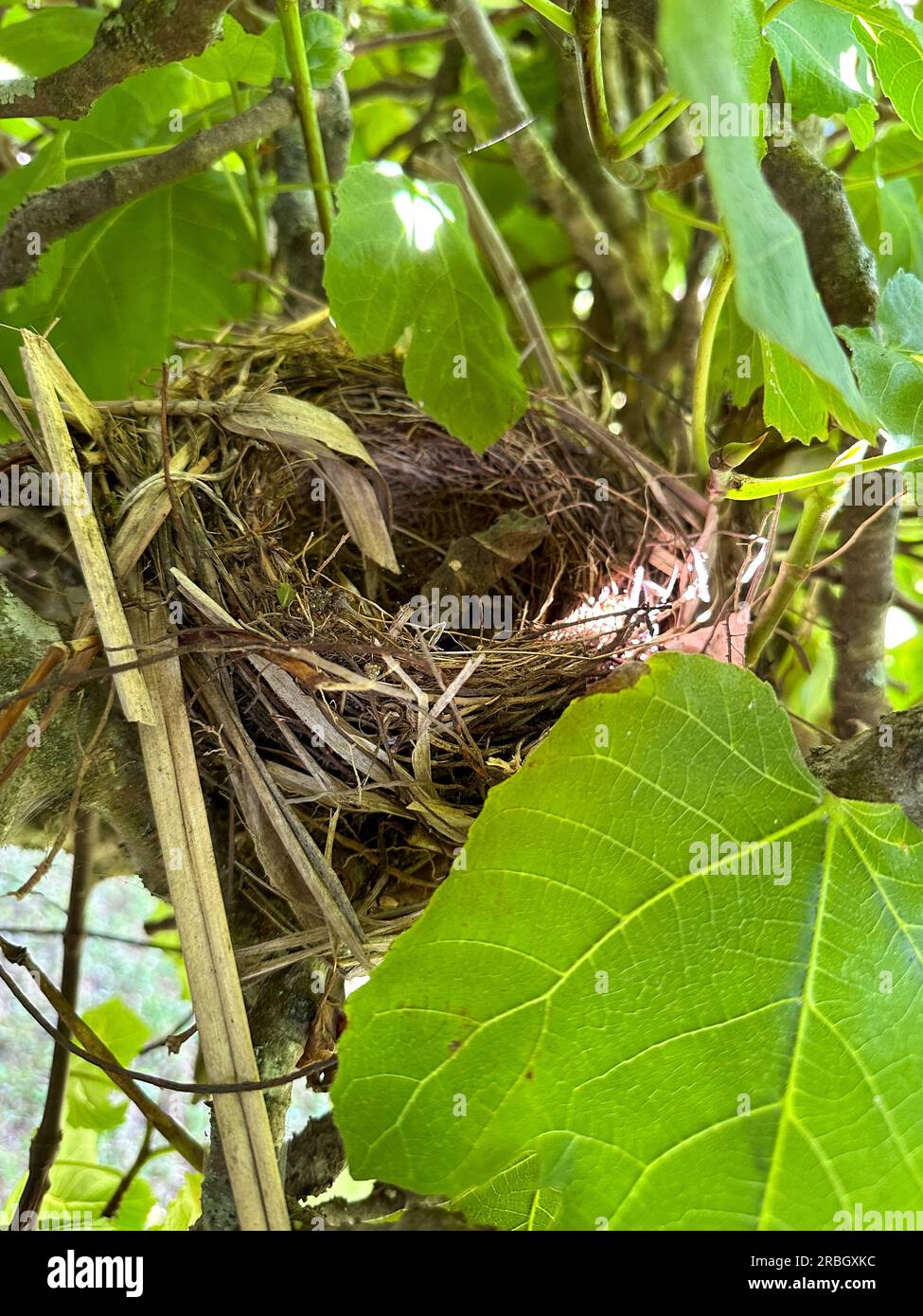 Empty bird's nest hidden in the middle of leaves on a fig tree Stock