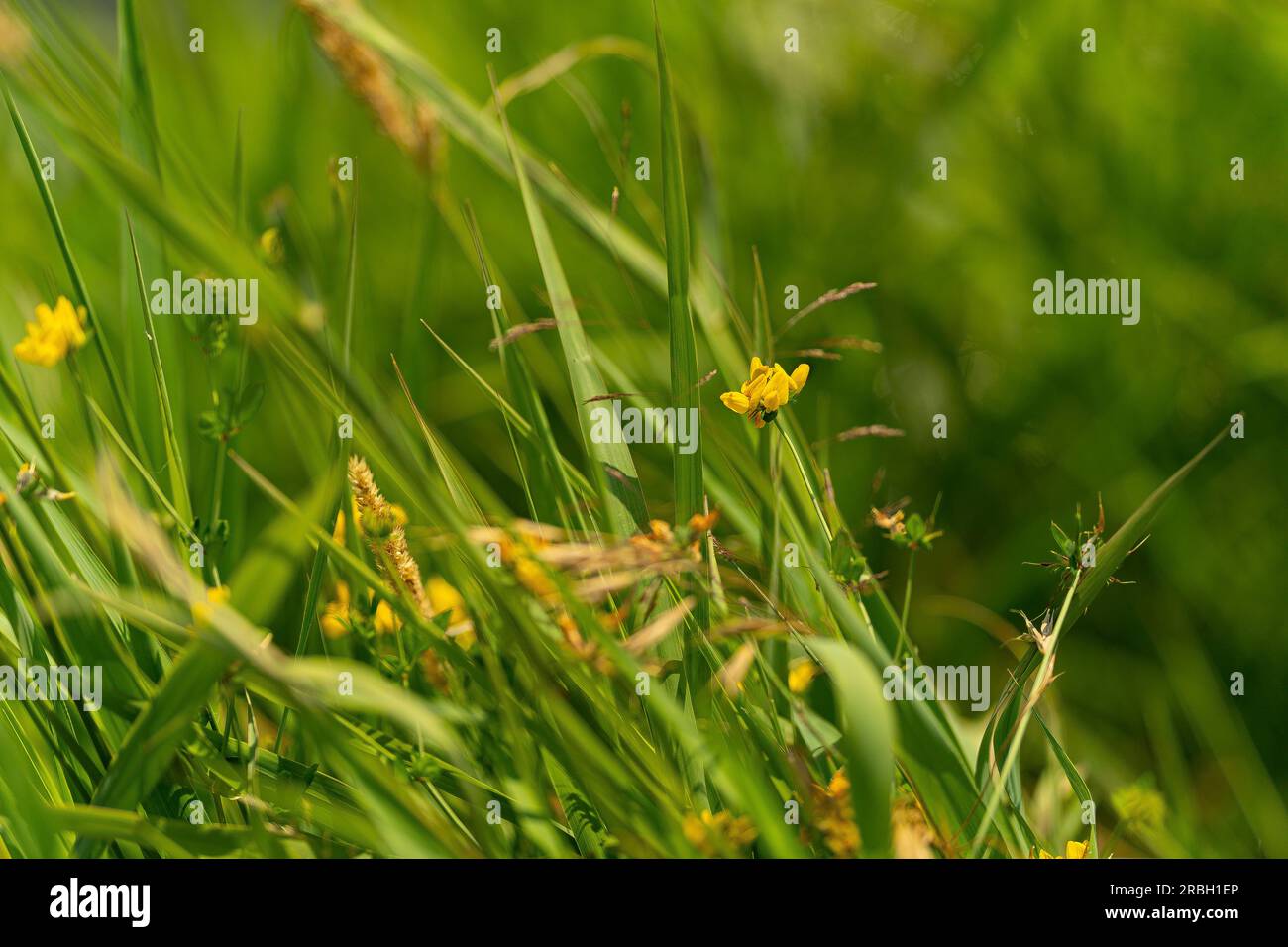 British wild flowers illustration hi-res stock photography and images ...